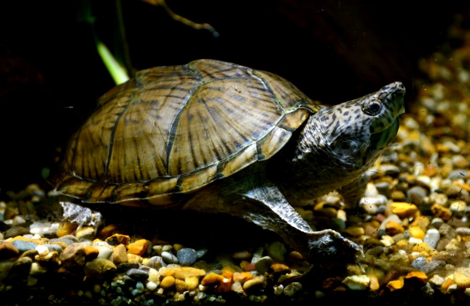 Sternotherus carinatus Vivarium Tournai 27122015 1