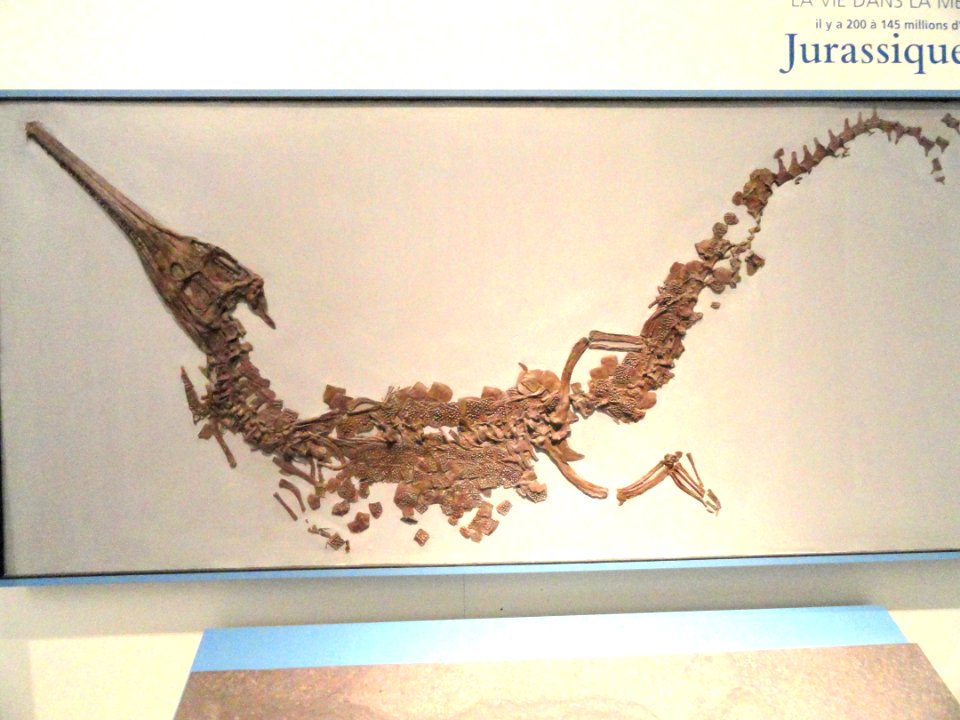 Steneosaurus bollensis, Holzmaden, Germany, Early Jurassic - Royal Ontario Museum - DSC09916