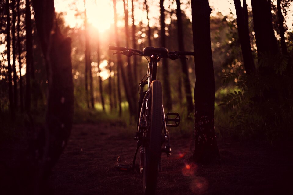 Landscape leaves light