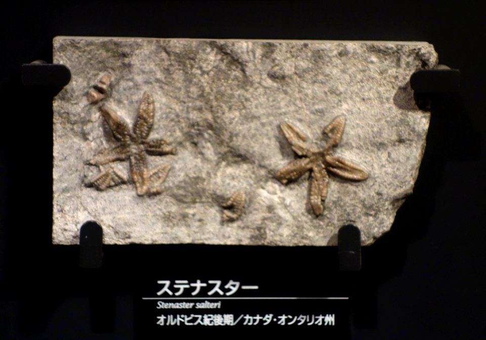 Stenaster salteri - National Museum of Nature and Science, Tokyo - DSC07718