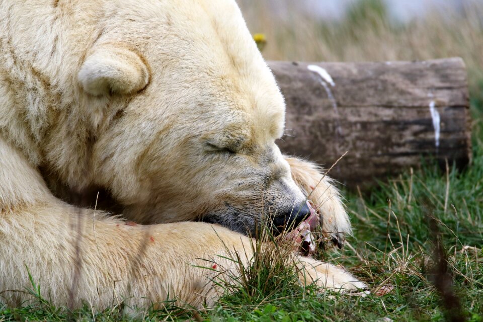 Polar mammal animal
