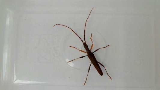 Stenopotes pallidus 5996376
