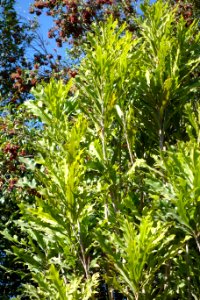 Stenocarpus sinuatus - Leaning Pine Arboretum - DSC05478