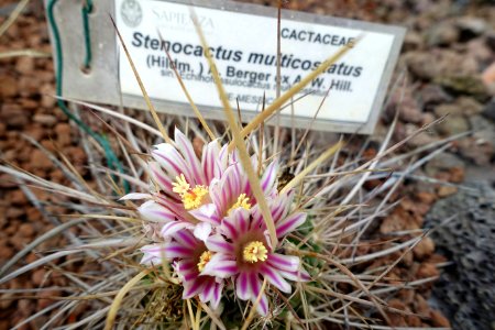 Stenocactus multicostatus - Orto botanico - Rome, Italy - DSC00073