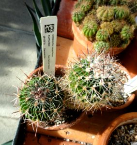 Stenocactus vaupelianus - Lyman Plant House, Smith College - DSC04337