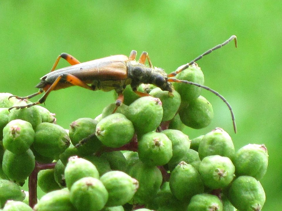 Stenocorus meridianus (Longhorn beetle sp.), Arnhem, the Netherlands photo