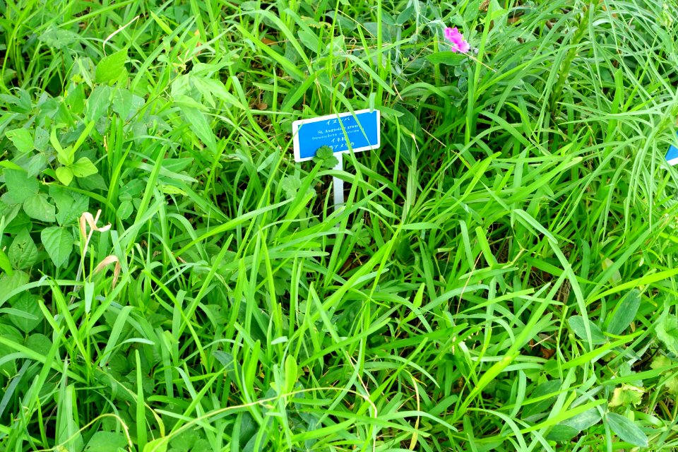 Stenotaphrum secundatum - Urban Greening Botanical Garden - Kiba Park - Koto, Tokyo, Japan - DSC05390