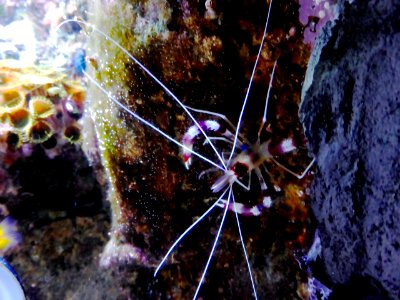 Stenopus-hispidus