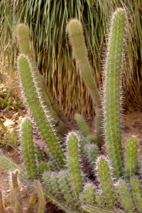 Stenocereus gummosus Huntington Desert Garden