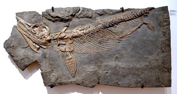 Stenopterygius sp., semi-adult - Naturhistorisches Museum, Braunschweig, Germany - DSC05081