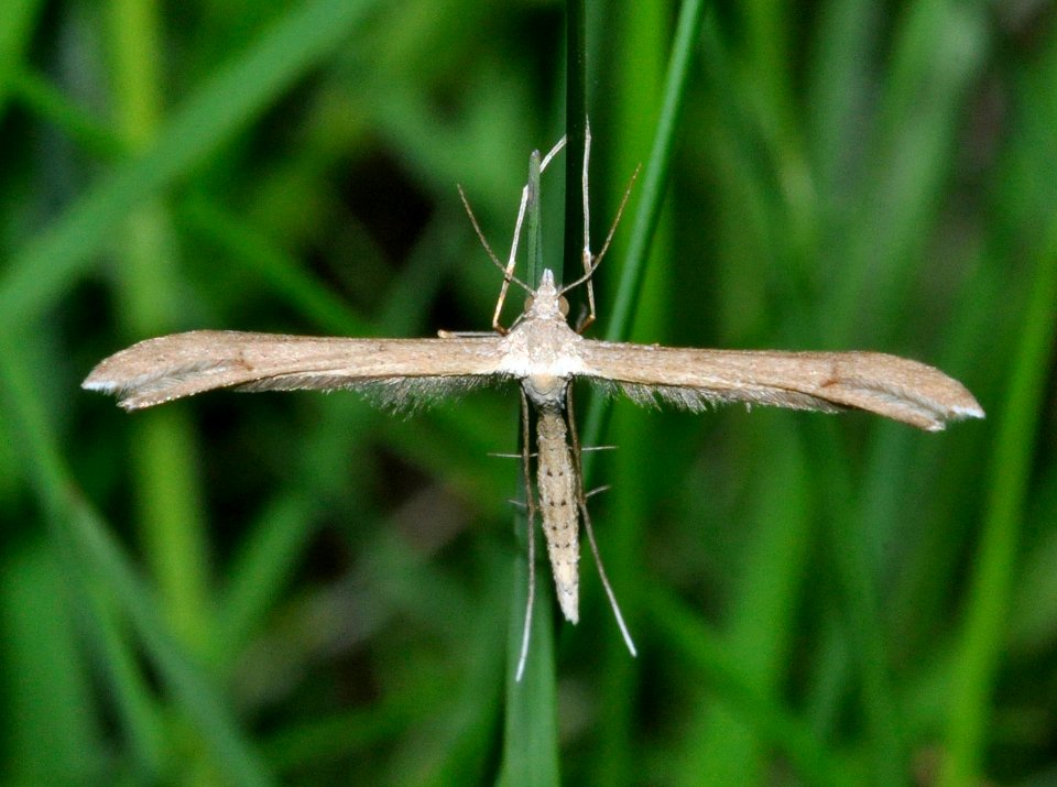 Stenoptilia-pterodactyla-03-fws
