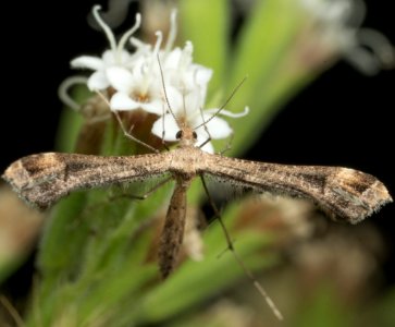 Stenoptilodes antirrhina