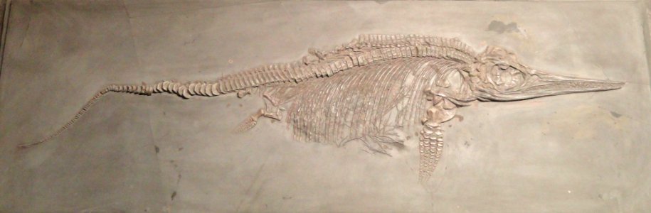 Stenopterygius (Ichthyosaurus) megacephalus - Naturmuseum Senckenberg - DSC02179