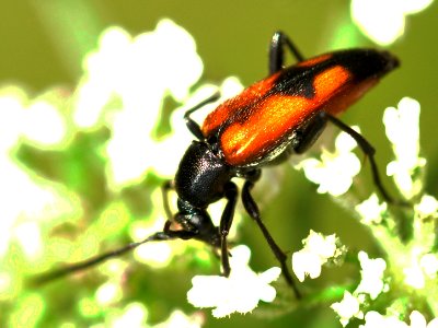 Stenurella-bifasciata-02-fws