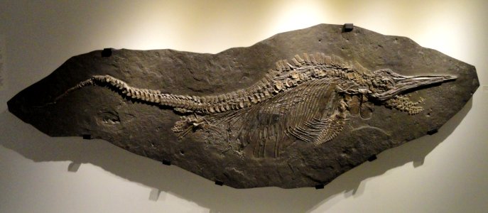 Stenopterygius quadriscissus, Early Jurassic, Toarcian Age, Posidonia Shale, Holzmaden, Baden-Wurttemberg, Germany - Houston Museum of Natural Science - DSC01851
