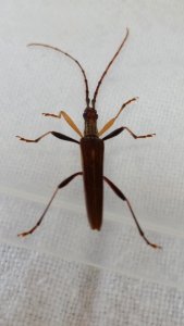 Stenopotes pallidus 6418348