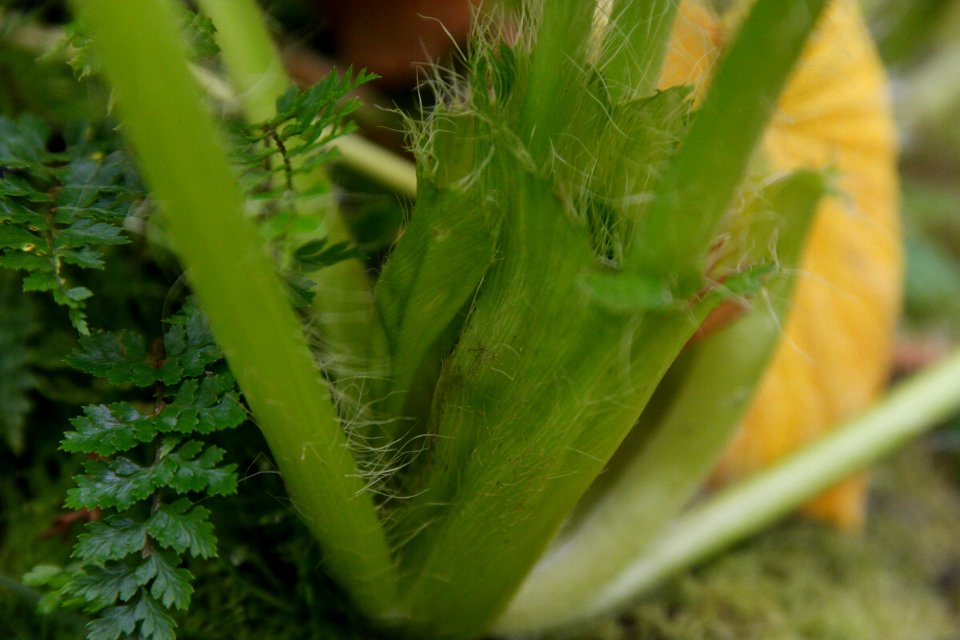 Stilbocarpa polaris at the Sub Antarctic Plant House, Royal Tasmanian Botanical Gardens 10