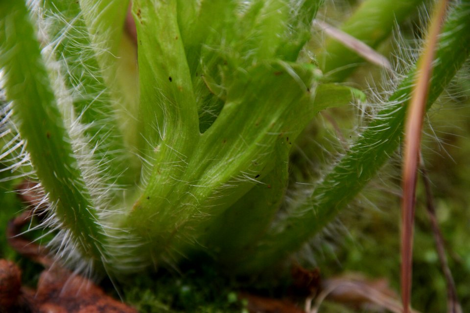 Stilbocarpa polaris at the Sub Antarctic Plant House, Royal Tasmanian Botanical Gardens 13