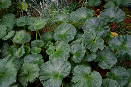Stilbocarpa polaris at the Sub Antarctic Plant House, Royal Tasmanian Botanical Gardens 02