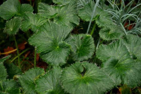 Stilbocarpa polaris at the Sub Antarctic Plant House, Royal Tasmanian Botanical Gardens 03