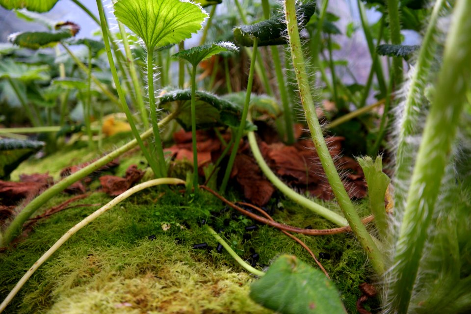 Stilbocarpa polaris at the Sub Antarctic Plant House, Royal Tasmanian Botanical Gardens 12