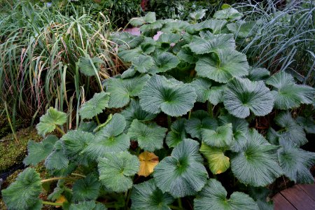 Stilbocarpa polaris at the Sub Antarctic Plant House, Royal Tasmanian Botanical Gardens 01