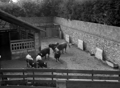 Stieren in de stallen van de Arènes de Nîmes, Bestanddeelnr 191-0407
