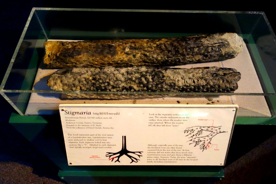 Stigmaria, Pennsylvanian Period, Anderson County, Tennessee - Fernbank Museum of Natural History - DSC00151