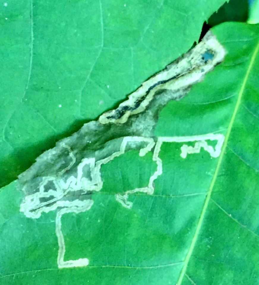 Stigmella caryaefoliella