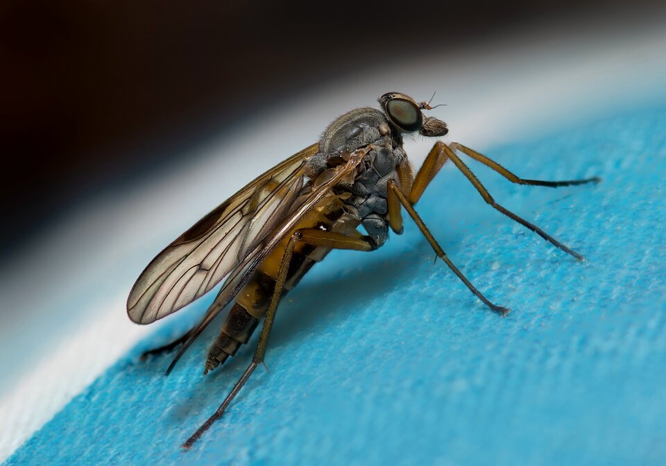 Nature insect flying insects