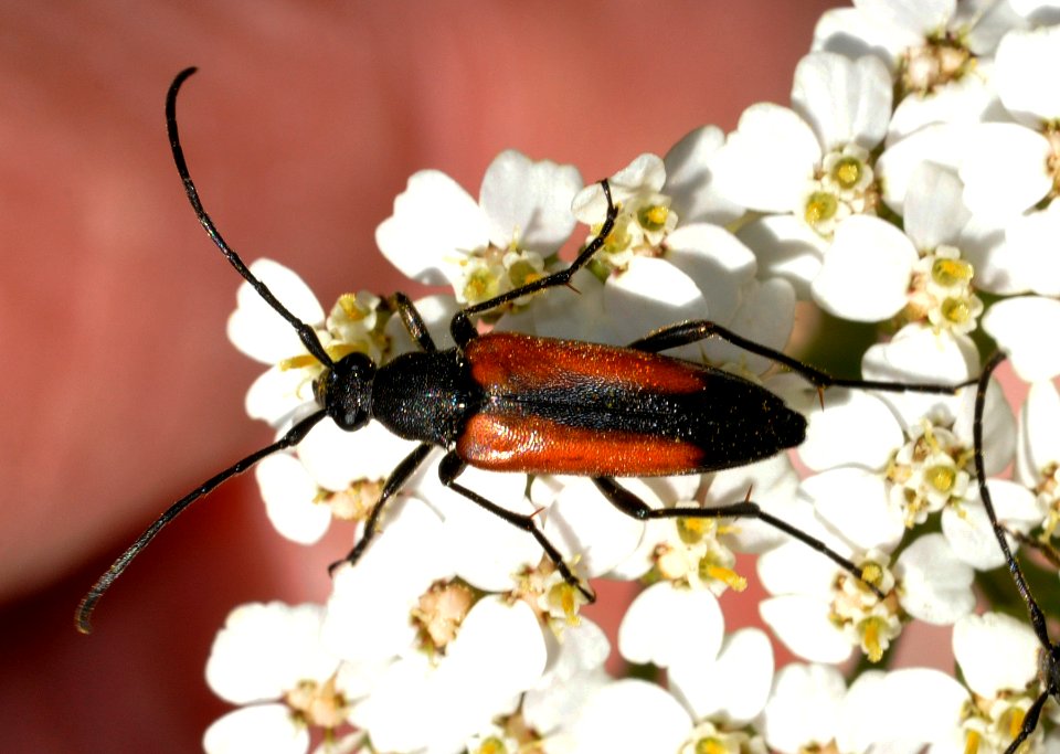 Stenurella-melanura-01-fws