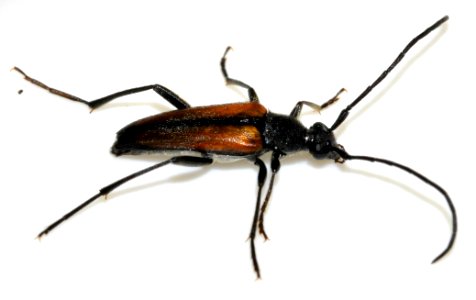 Stenurella-melanura-15-fws