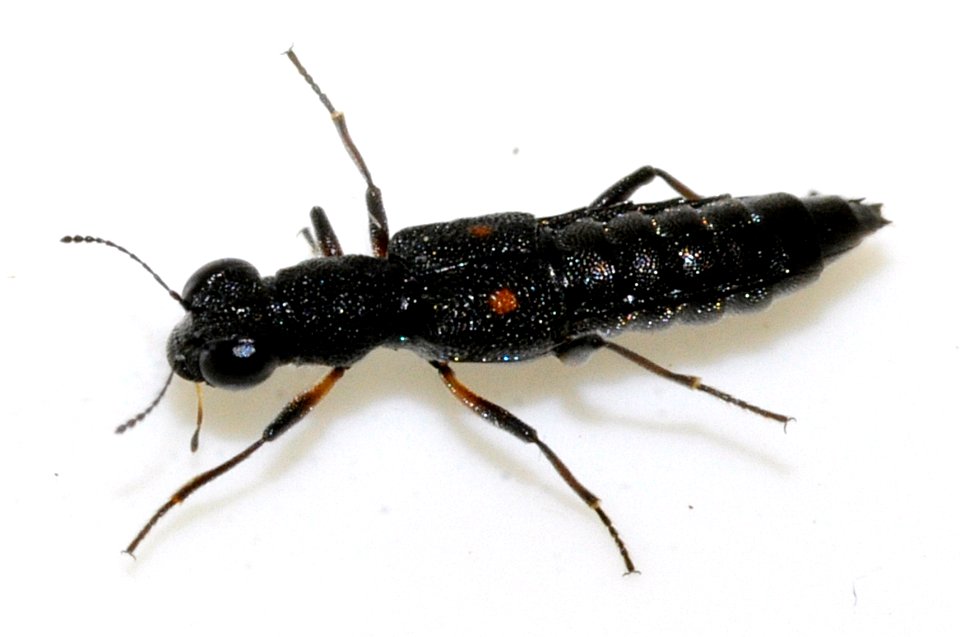 Stenus-bimaculatus-08-fws