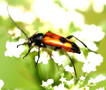 Stenurella-bifasciata-03-fws