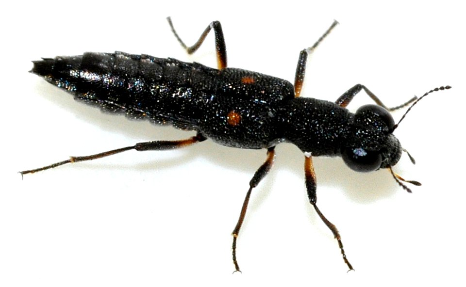 Stenus-bimaculatus-05-fws