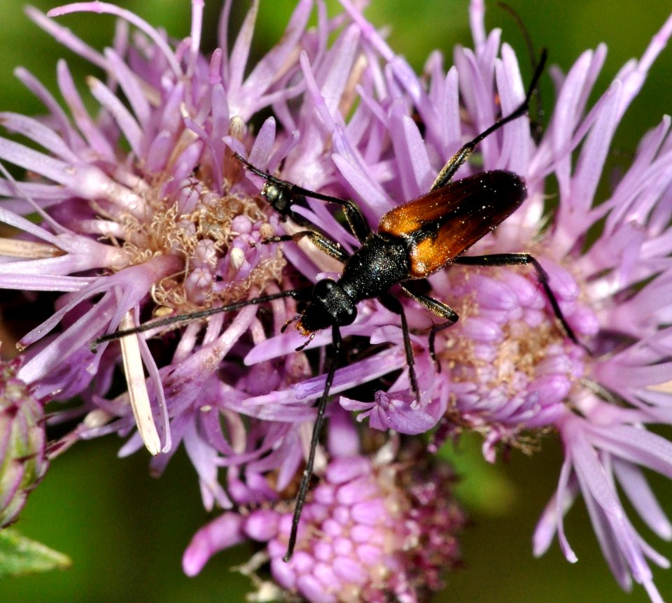 Stenurella-melanura-03-fws