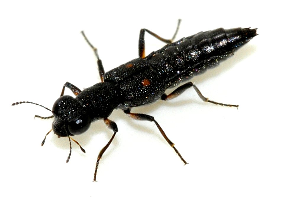 Stenus-bimaculatus-10-fws
