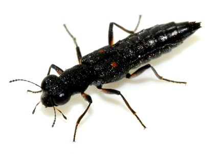 Stenus-bimaculatus-10-fws