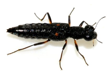 Stenus-bimaculatus-06-fws
