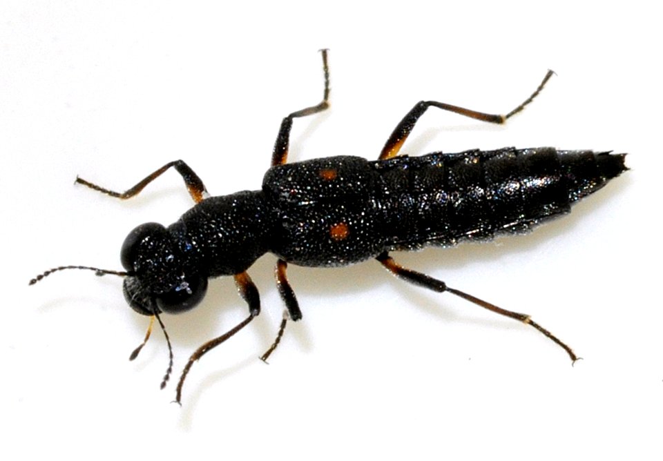 Stenus-bimaculatus-01-fws
