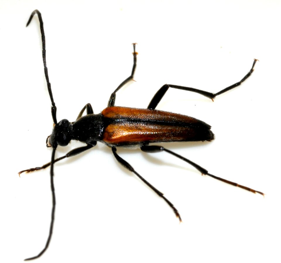 Stenurella-melanura-11-fws