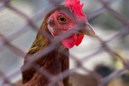Domestic fowl animals chickens