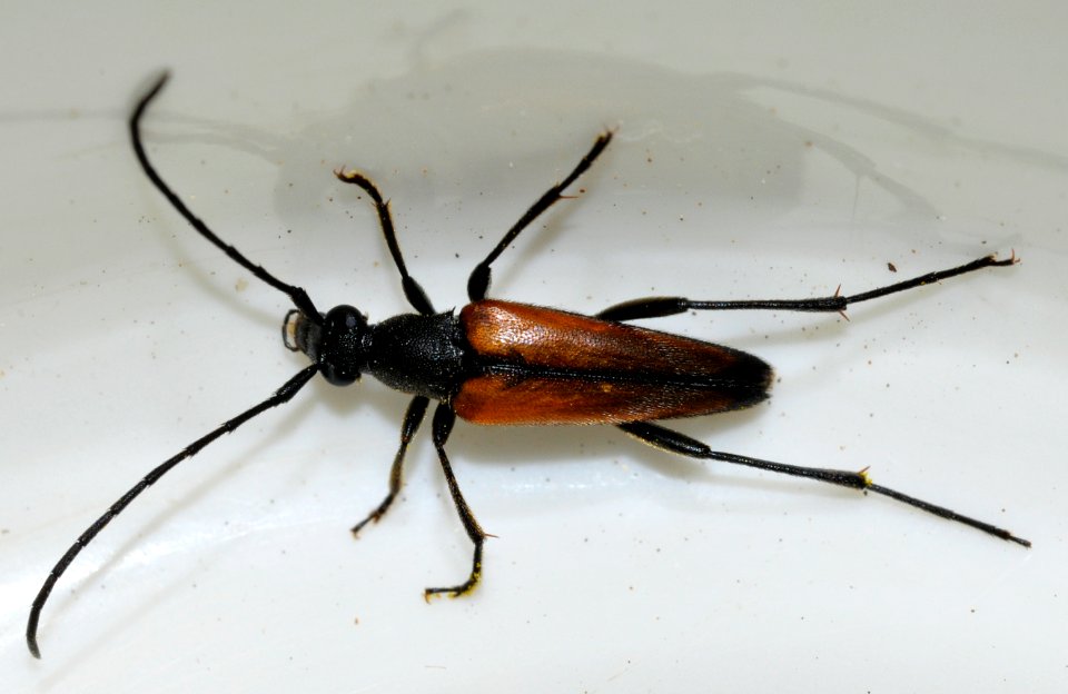 Stenurella-melanura-06-fws