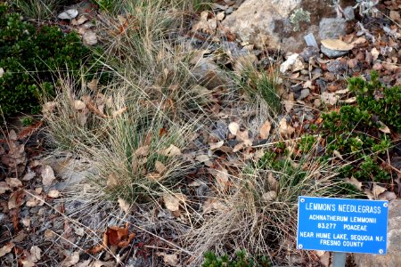 Stipa lemmonii (Achnatherum lemmonii) - Regional Parks Botanic Garden, Berkeley, CA - DSC04464