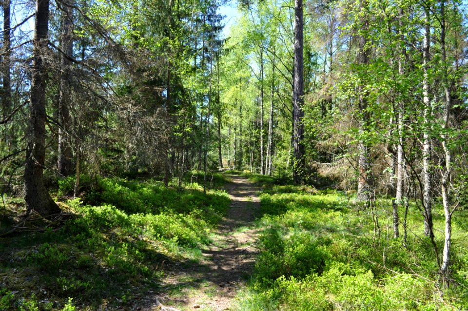 Stig på åsen - Fjellskäfte