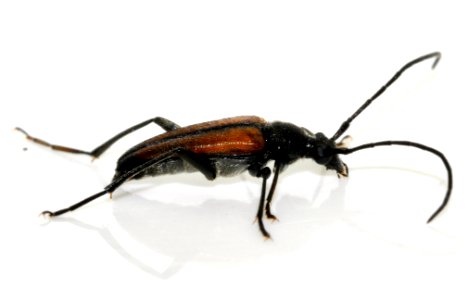 Stenurella-melanura-13-fws