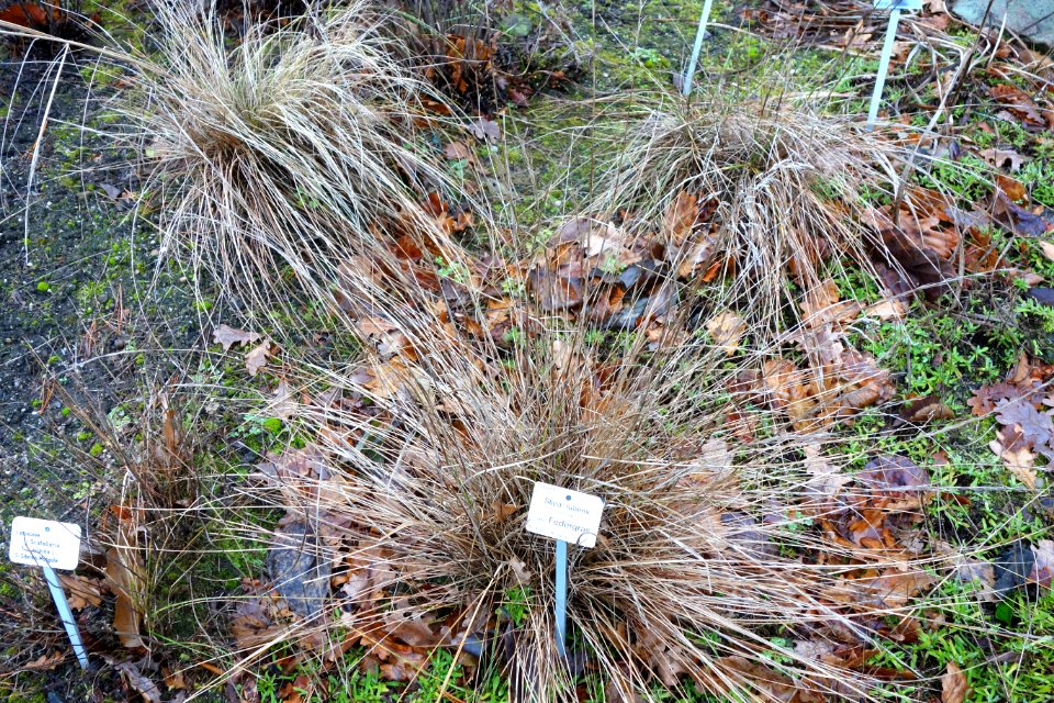 Stipa zalesskii (Stipa rubens) - Botanischer Garten, Dresden, Germany - DSC08954