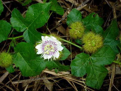 Stinking passion vine (Passiflora foetida) flower