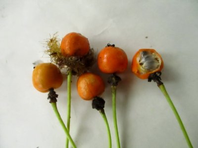 Stinking passion vine (Passiflora foetida) fruits ripe