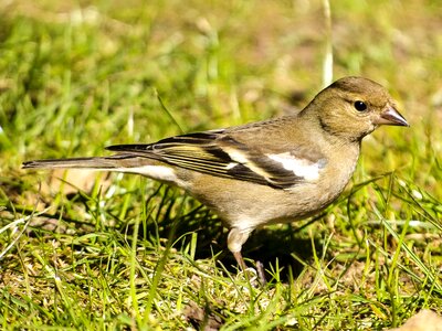 Bird songbird garden bird